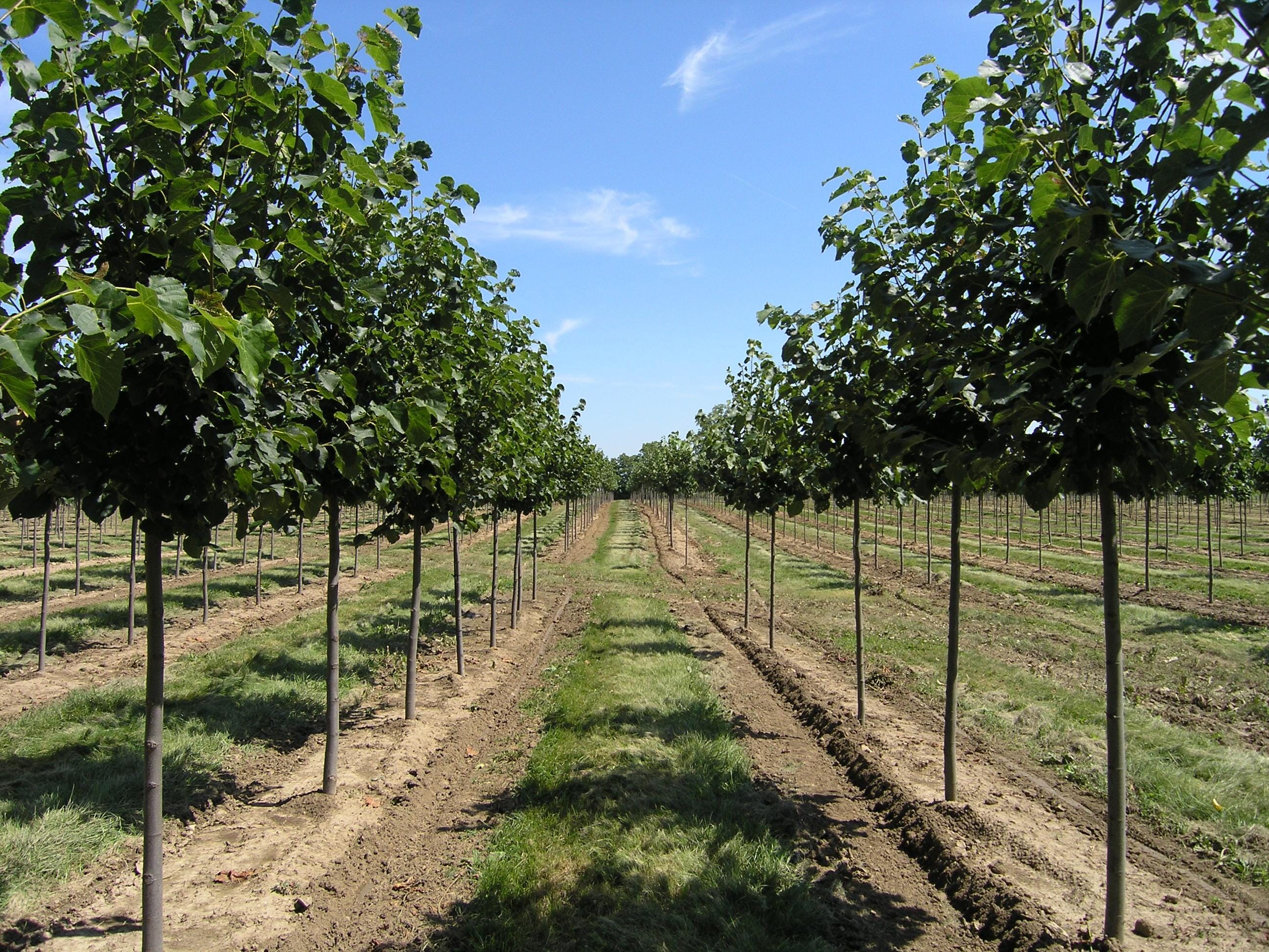 Tilia cordata ‘Glenleven’